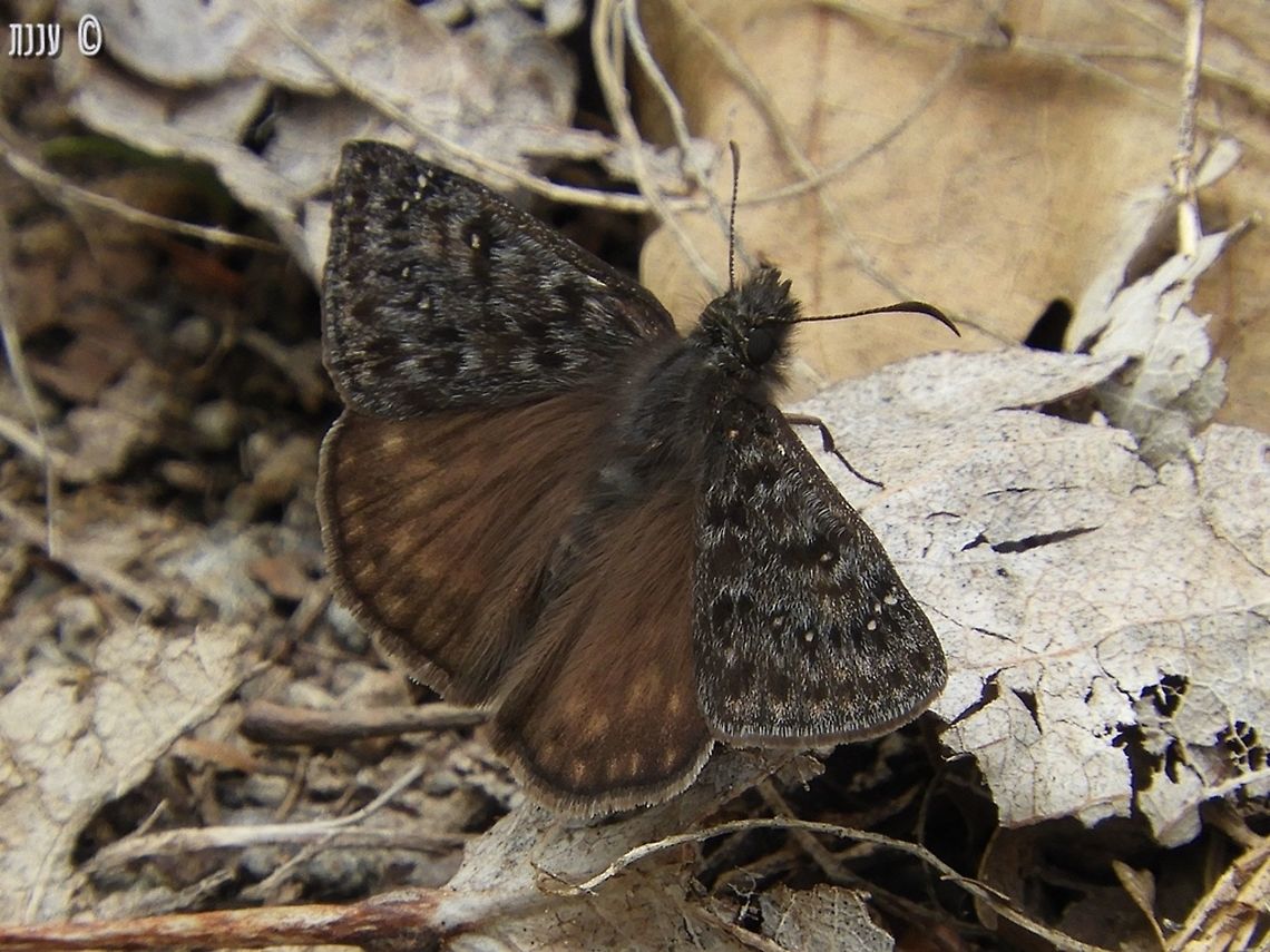 Erynnis propertius last May, I hiked a little of Bizz Johnson trail in Susanville California - there were butterflies all over the place! California,Erynnis propertius,Geotagged,Propertius duskywing,Spring,United States