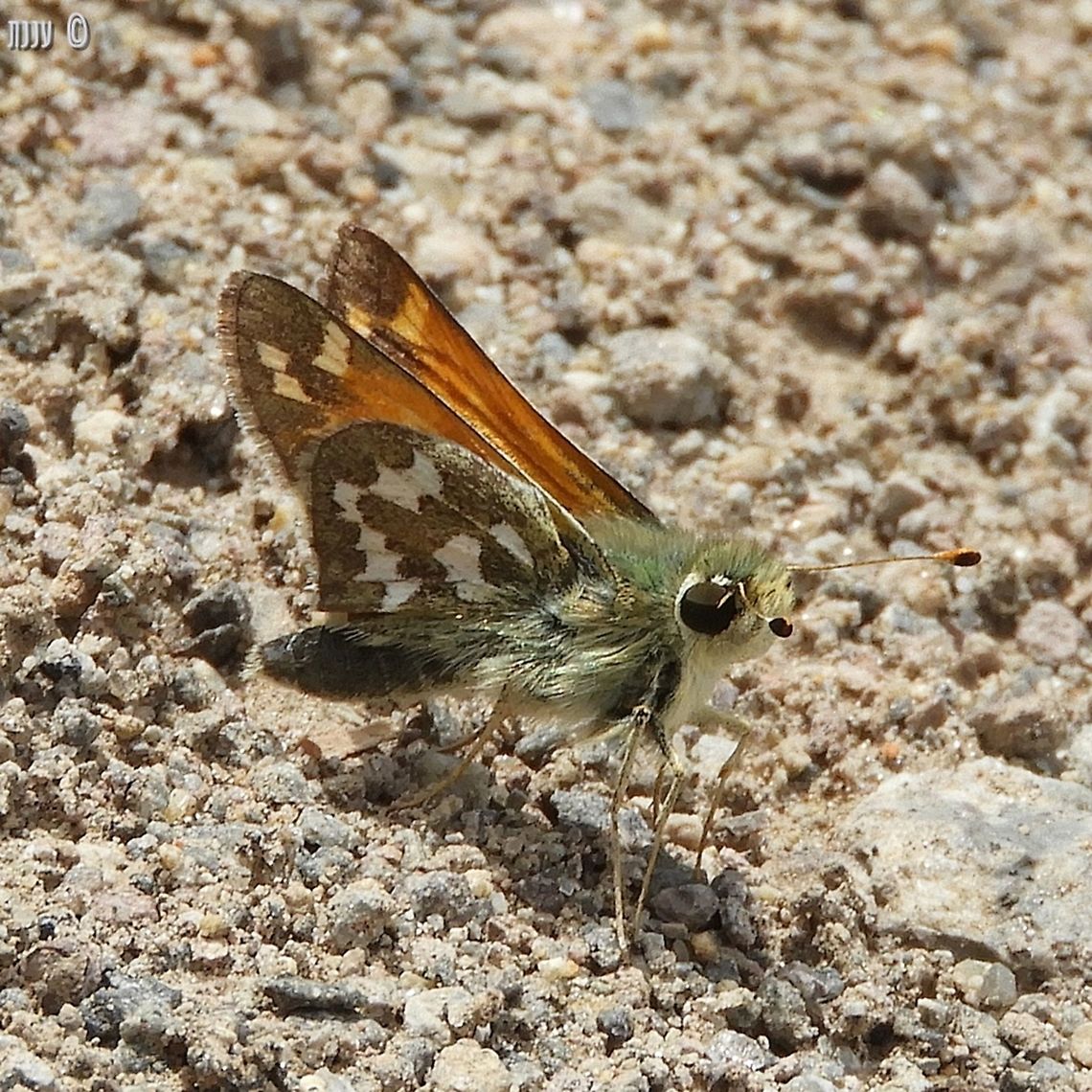 Hesperia juba last May, I hiked a little of Bizz Johnson trail in Susanville California - there were butterflies all over the place! California,Geotagged,Hesperia juba,Juba skipper,Spring,United States