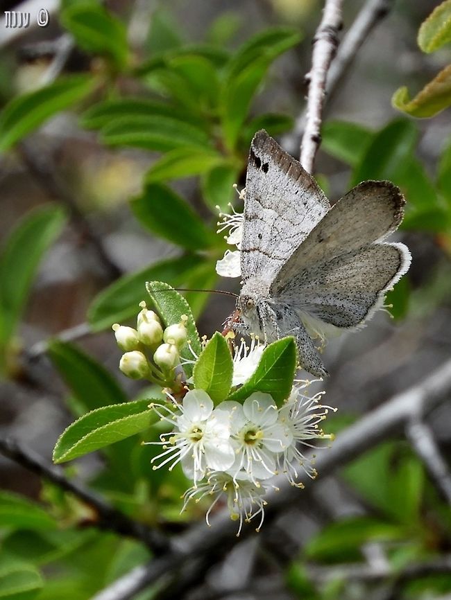 Caenurgina caerulea last May, I hiked a little of Bizz Johnson trail in Susanville California - there were butterflies and moths all over the place! Caenurgina caerulea,California,Geotagged,Spring,United States,caerulea