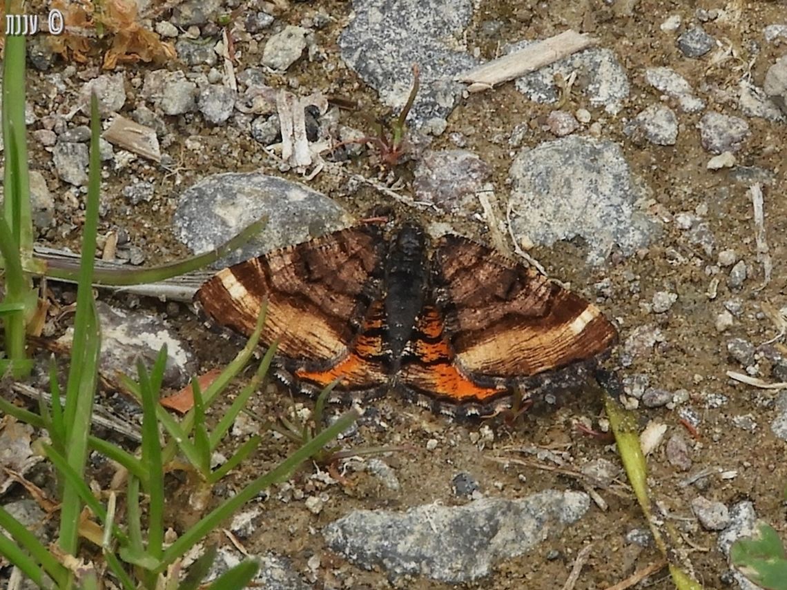 Dasyfidonia avuncularia - Red-winged Wave last May, I hiked a little of Bizz Johnson trail in Susanville California - there were butterflies and moths  all over the place! California,Dasyfidonia avuncularia,Geotagged,Spring,United States,avuncularia