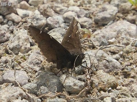 Thorybes pylades - Northern Cloudywing last May, I hiked a little of Bizz Johnson trail in Susanville California - there were butterflies all over the place! California,Geotagged,Northern Cloudywing,Spring,Thorybes pylades,United States