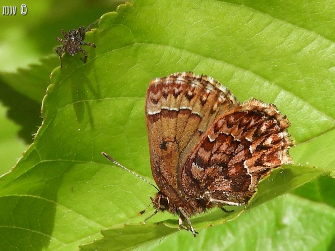 Callophrys eryphon last May, I hiked a little of Bizz Johnson trail in Susanville California - there were butterflies and moths all over the place! California,Callophrys eryphon,Geotagged,Spring,United States,Western pine elfin