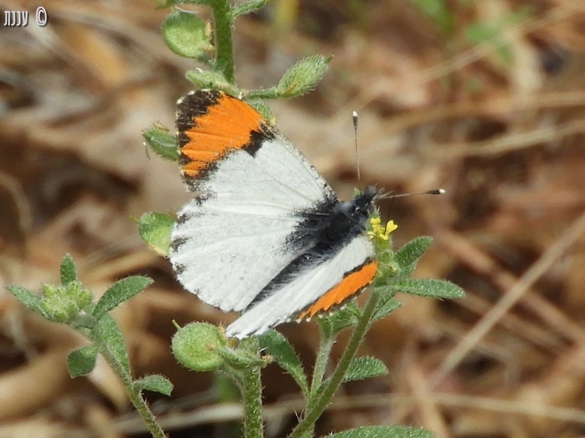 Anthocharis sara - Sara's Orangetip I think it's enjoying nectar of Alyssum strigosum, which is actually an invasive weed that originates in the Mediterranean  - I know it from Israel.  Anthocharis sara,California,Geotagged,Sara orangetip,Spring,United States