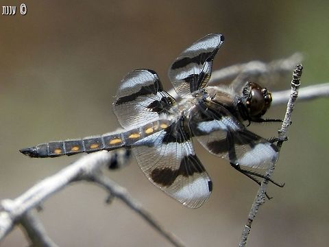 Libellula forensis - Eight-spotted Skimmer Also from the Bizz Johnson trail in Susanville CA California,Geotagged,Libellula forensis,Spring,United States,eight spotted skimmer
