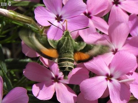 Proserpinus clarkiae - Clark's Day Sphinx last May, I hiked a little of Bizz Johnson trail in Susanville California - there were butterflies and moths all over the place! California,Clark's Day Sphinx,Clark's Sphinx,Geotagged,Proserpinus clarkiae,Spring,United States