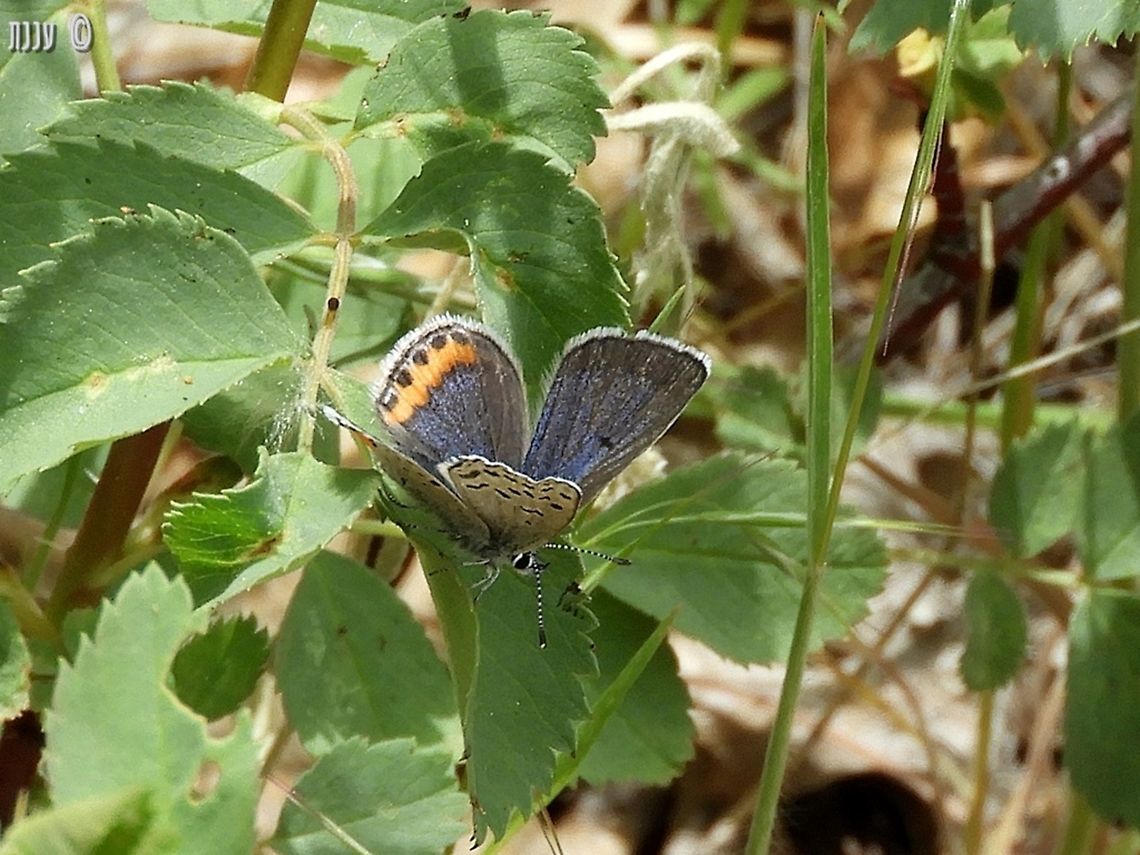 Plebejus Acmon last May, I hiked a little of Bizz Johnson trail in Susanville California - there were butterflies and moths all over the place! Acmon blue,California,Geotagged,Plebejus acmon,Spring,United States