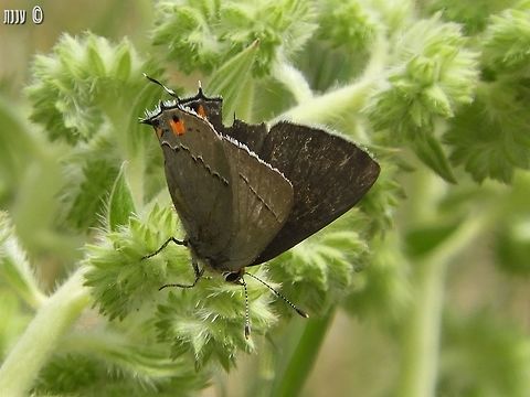 Strymon melinus - Gray Hairstreak last May, I hiked a little of Bizz Johnson trail in Susanville California - there were butterflies and moths all over the place! California,Geotagged,Gray Hairstreak,Spring,Strymon melinus,United States