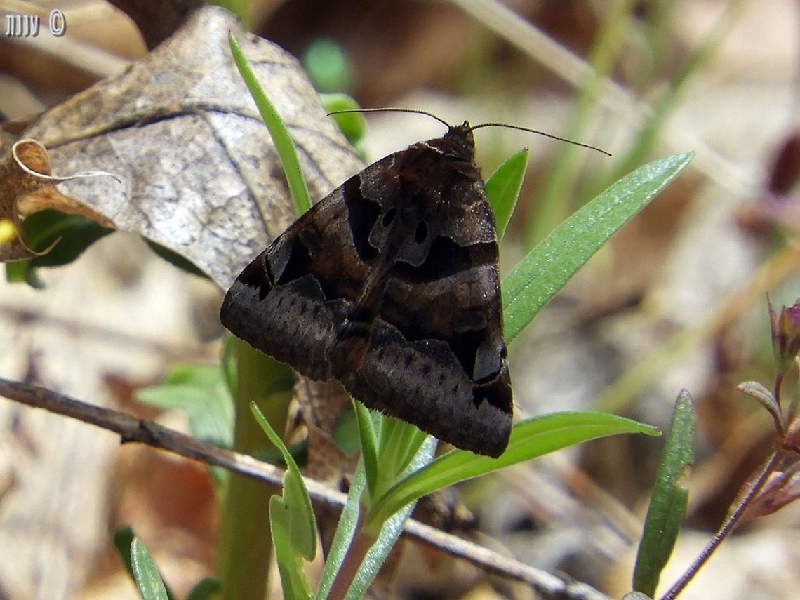 Euclidia ardita last May, I hiked a little of Bizz Johnson trail in Susanville California - there were butterflies and moths all over the place! California,Euclidia ardita,Geotagged,Spring,United States,ardita