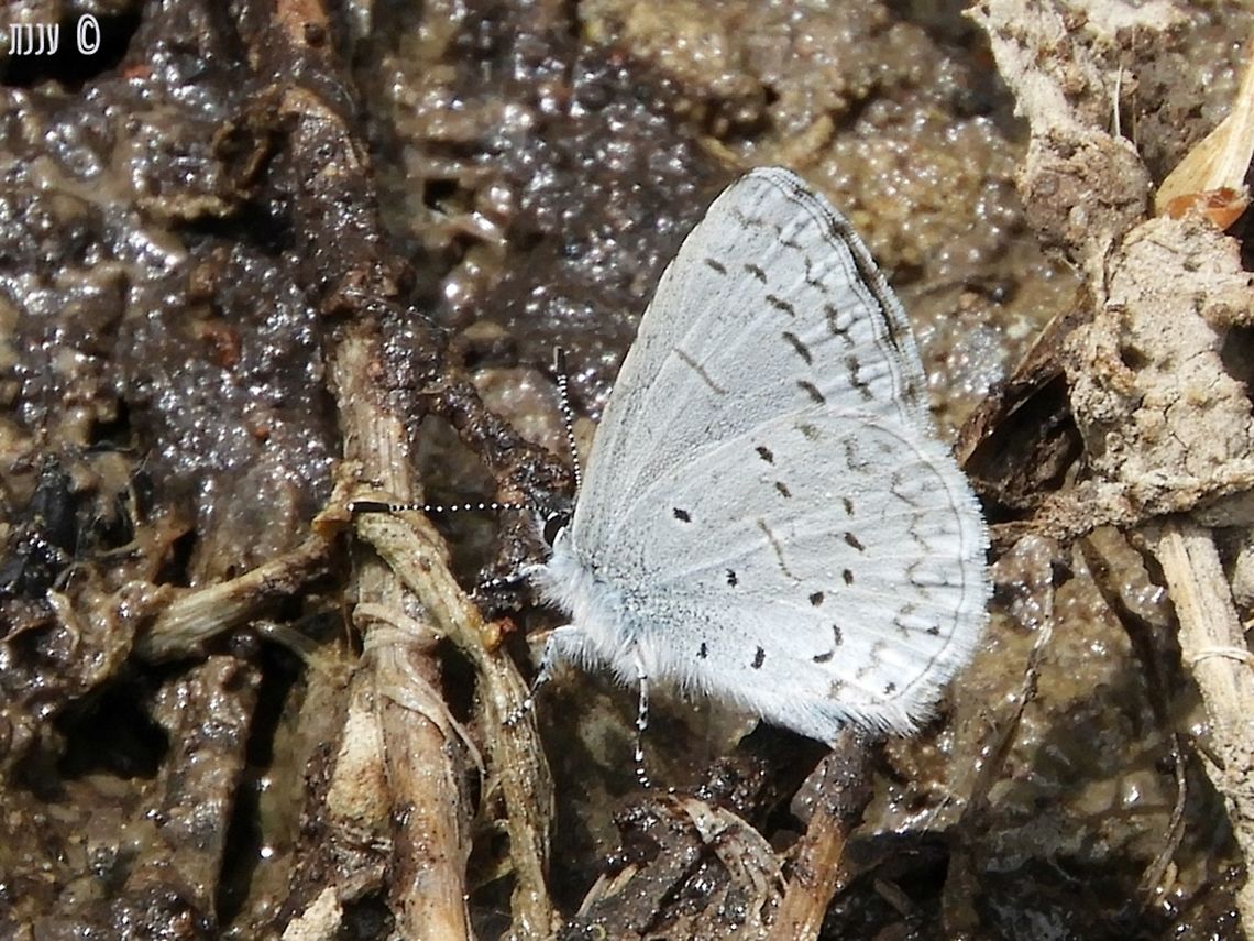 Celastrina echo - Echo Azure last May, I hiked a little of Bizz Johnson trail in Susanville California - there were butterflies and moths all over the place! California,Celastrina echo,Geotagged,Spring,United States,echo