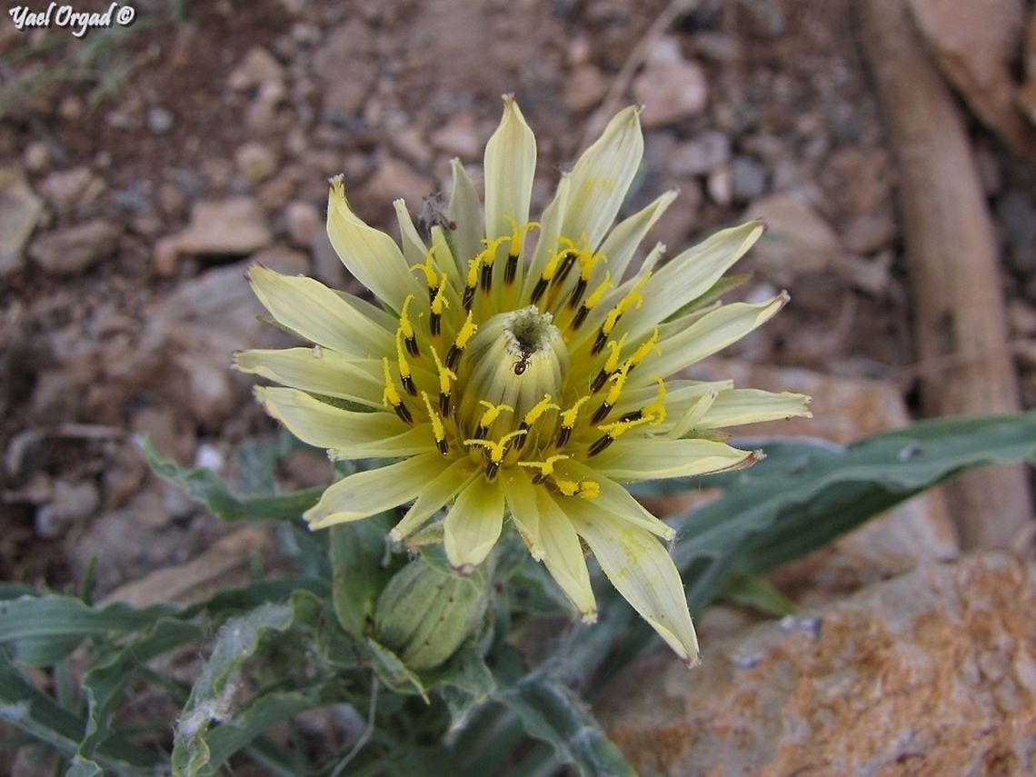 Tragopogon buphthalmoides on Mount Hermon Israel,Mount Hermon,Tragopogon buphthalmoides