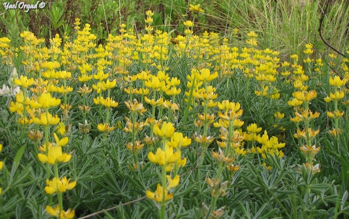 Lupinus luteus - The Yellow Lupine  Geotagged,Israel,Lupinus luteus,Winter