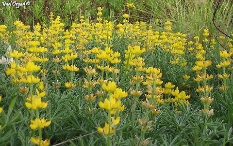 Lupinus luteus - The Yellow Lupine  Geotagged,Israel,Lupinus luteus,Winter