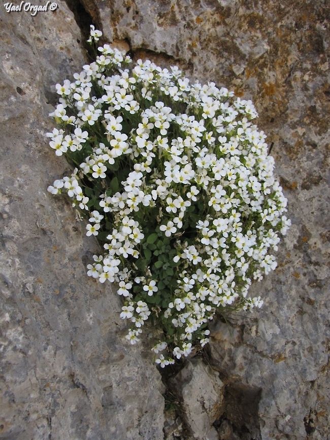 Arabis alpina Mount Hermon Arabis alpina
