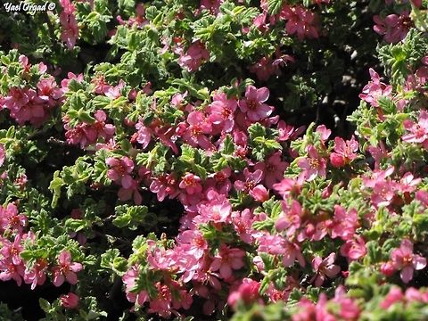 Prunus prostrata actually it's a Cherry Israel,Mount Hermon,Prunus prostrata