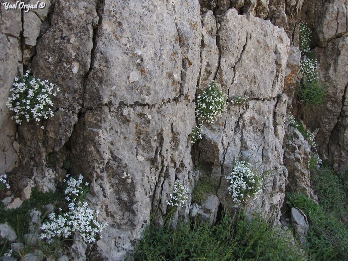 Arabis alpina I really like the way they grow all over the wall  Arabis alpina,Geotagged,Israel,Mount Hermon,Spring