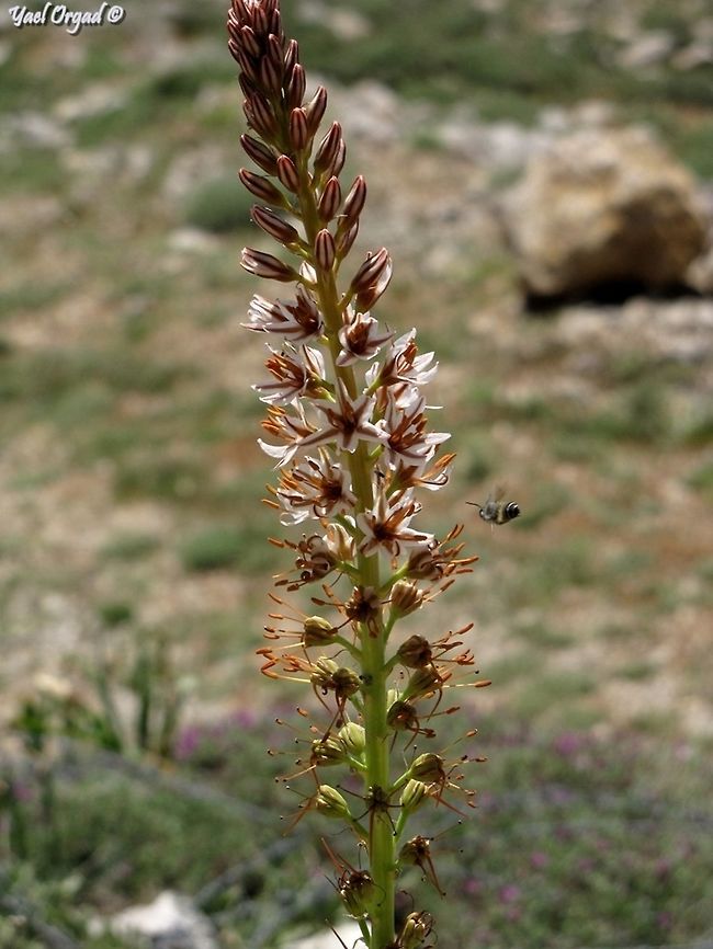 Eremurus spectabilis you can see the bee approaching a flower that just withered... that's because this plant wants only bees to pollinate it. so the open flowers are just flags. only after the petals wither, the nectar and pollen develop. smart bees learn that and pollinate it. other insects are not smart enough to figure this out, so they visit the open empty flower, and then leave it. <br />
on Mount Hermon.<br />
<br />
 Eremurus spectabilis,Israel,Mount Hermon