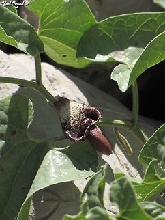 Aristolochia scabridula the Aristolochia has really interesting flowers.  Aristolochia scabridula,Israel,Mount Hermon