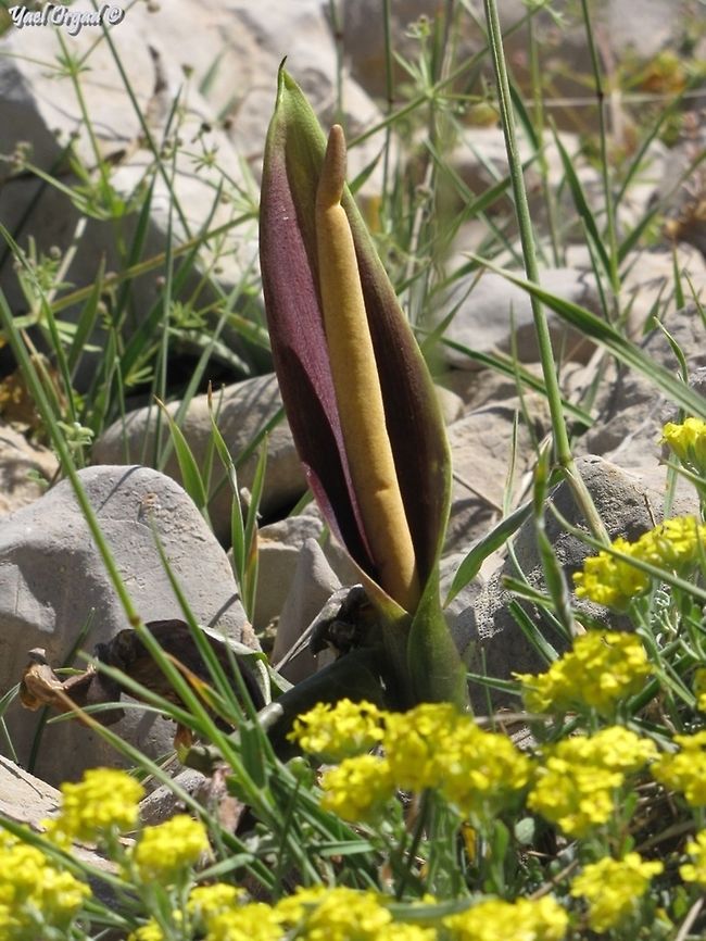 Arum rupicola  Arum rupicola,Israel,Mount Hermon