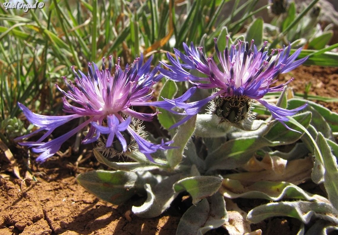 Centaurea triumfetti  Centaurea triumfettii,Israel,Mount Hermon