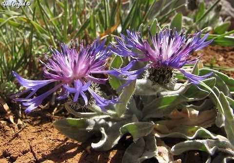 Centaurea triumfetti  Centaurea triumfettii,Israel,Mount Hermon