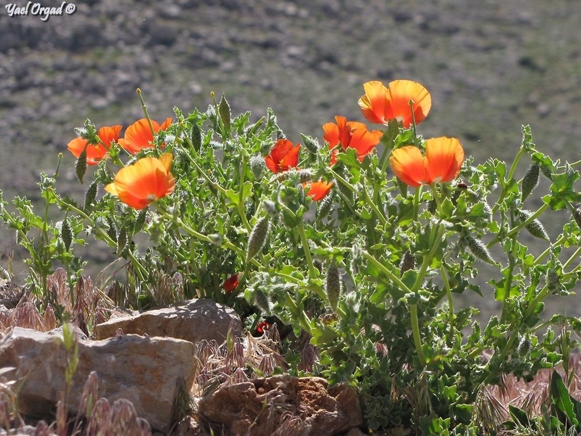 Glaucium leiocarpum love the colors of this one...  Glaucium leiocarpum,Israel,Mount Hermon