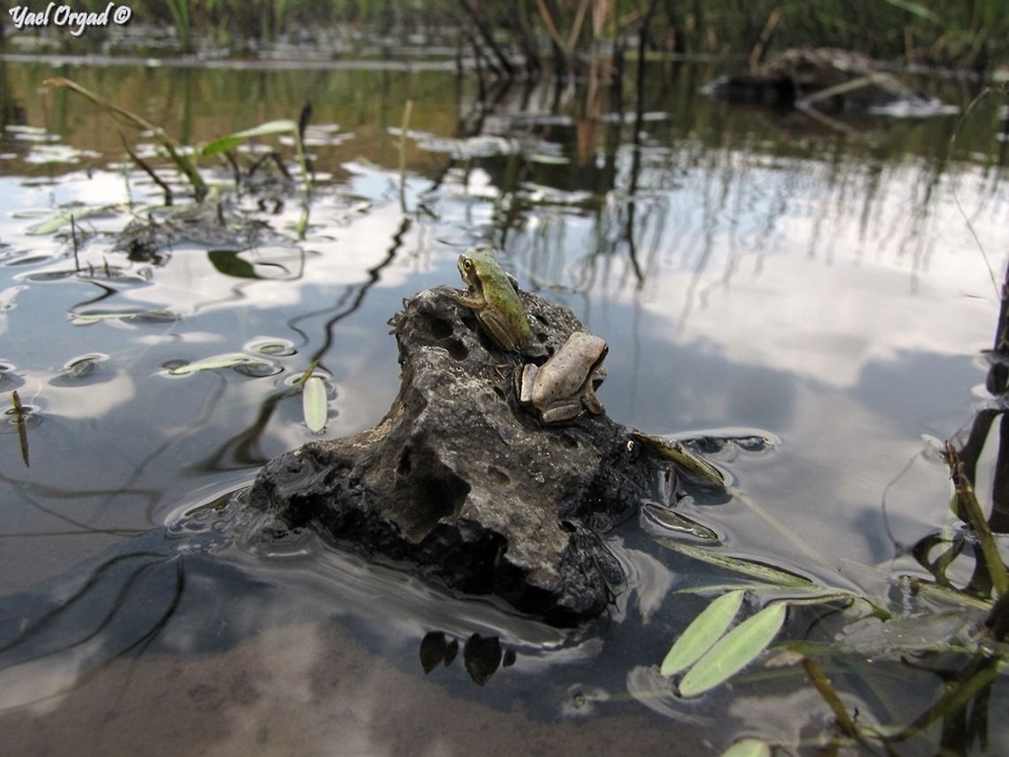 Hyla savignyi - Middle East Tree-Frog when we visited this pond, there were hundreds of young frogs all over! Golan Heights,Hyla savignyi,Israel,Middle East Tree-Frog,Middle East tree frog