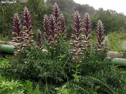 Acanthus syriacus  Acanthus syriacus,Geotagged,Israel,Winter