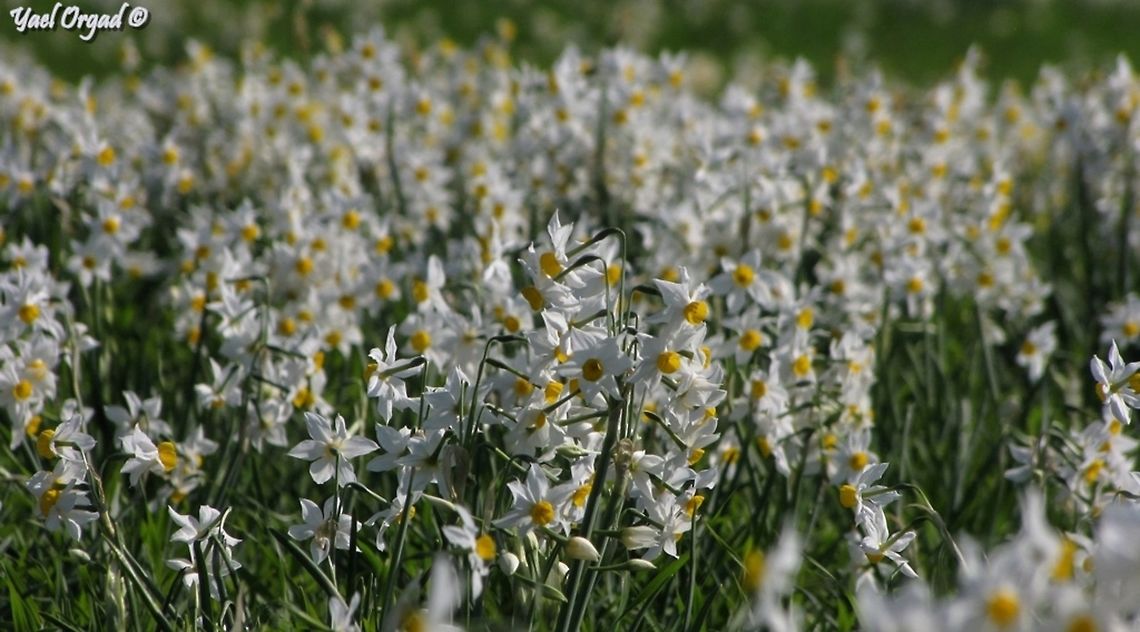 Daffodils field! Sadly, most of this area is doomed for building new neighborhood... <br />
 Geotagged,Israel,Narcissus tazetta,Paperwhite,Winter