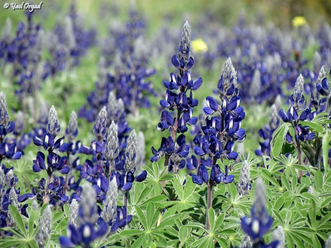 Lupinus pilosus  Geotagged,Israel,Lupinus pilosus,Winter
