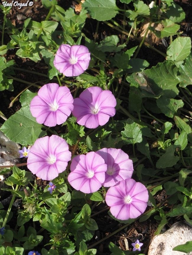 Convolvulus coelesyriacus  Convolvulus coelesyriacus,Geotagged,Israel,Spring