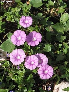 Convolvulus coelesyriacus  Convolvulus coelesyriacus,Geotagged,Israel,Spring