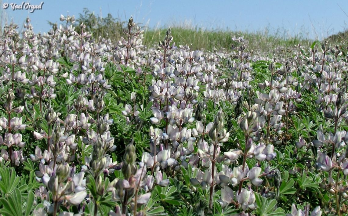 Lupinus palaestinus  Geotagged,Israel,Lupinus palaestinus,Winter
