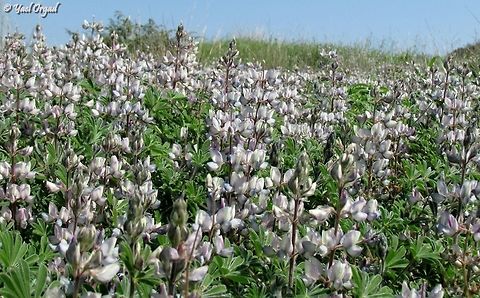 Lupinus palaestinus  Geotagged,Israel,Lupinus palaestinus,Winter