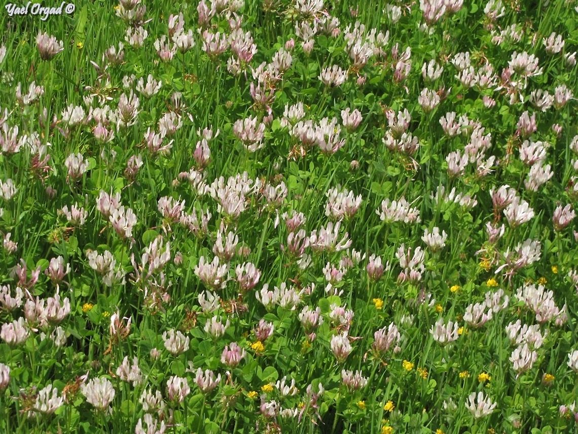 Clover Field (4)! I knew I had more ;-) <br />
<figure class="photo"><a href="https://www.jungledragon.com/image/74303/clover_field_5_.html" title="Clover field (5) !"><img src="https://s3.amazonaws.com/media.jungledragon.com/images/3519/74303_thumb.jpg?AWSAccessKeyId=05GMT0V3GWVNE7GGM1R2&Expires=1767225610&Signature=Tt%2Bo7HmQuCwTkA2pgPX2EKXNCYc%3D" width="200" height="150" alt="Clover field (5) ! Trifolium campestre in yellow, mixed with Trifolium arvense in white. photo from April 16th 2014. <br />
more clover fields: <br />
https://www.jungledragon.com/image/74226/clover_field_4.html<br />
https://www.jungledragon.com/image/73975/clover_field_3.html<br />
https://www.jungledragon.com/image/73937/clover_field_2.html<br />
https://www.jungledragon.com/image/73934/clover_field.html<br />
 Clover,Geotagged,Hop Trefoil,Israel,Trifolium,Trifolium arvense,Trifolium campestre" /></a></figure><br />
<figure class="photo"><a href="https://www.jungledragon.com/image/73975/clover_field_3.html" title="Clover Field (3)!"><img src="https://s3.amazonaws.com/media.jungledragon.com/images/3519/73975_thumb.JPG?AWSAccessKeyId=05GMT0V3GWVNE7GGM1R2&Expires=1767225610&Signature=eFBiqoZ62RiO1pLmfyGy%2F3HXsLo%3D" width="200" height="150" alt="Clover Field (3)! Trifolium glanduliferum<br />
more Clover fields: <br />
https://www.jungledragon.com/image/74303/clover_field_5_.html<br />
https://www.jungledragon.com/image/74226/clover_field_4.html<br />
https://www.jungledragon.com/image/73937/clover_field_2.html<br />
https://www.jungledragon.com/image/73934/clover_field.html<br />
 Clover,Geotagged,Israel,Spring,Trifolium glanduliferum" /></a></figure><br />
<figure class="photo"><a href="https://www.jungledragon.com/image/73937/clover_field_2.html" title="Clover Field (2)!"><img src="https://s3.amazonaws.com/media.jungledragon.com/images/3519/73937_thumb.JPG?AWSAccessKeyId=05GMT0V3GWVNE7GGM1R2&Expires=1767225610&Signature=TZDM6m34cp%2Fxr9xgTGuxDFN1N1s%3D" width="200" height="102" alt="Clover Field (2)! Trifolium clusii  - yet another common small and unimpressive clover. until you come to a field of them... <br />
more clover fields: <br />
https://www.jungledragon.com/image/74303/clover_field_5_.html<br />
https://www.jungledragon.com/image/74226/clover_field_4.html<br />
https://www.jungledragon.com/image/73975/clover_field_3.html<br />
https://www.jungledragon.com/image/73934/clover_field.html<br />
 Clover,Israel,Trifolium,Trifolium clusii" /></a></figure><br />
<figure class="photo"><a href="https://www.jungledragon.com/image/73934/clover_field.html" title="clover field!"><img src="https://s3.amazonaws.com/media.jungledragon.com/images/3519/73934_thumb.JPG?AWSAccessKeyId=05GMT0V3GWVNE7GGM1R2&Expires=1767225610&Signature=fpOuxxGmhkjldNBuv22zmHXVS5k%3D" width="200" height="150" alt="clover field! Trifolium purpureum is one of the more common Clovers in the area, but when it covers big patches, it&#039;s simply a feast for the eye!<br />
more clover fields: <br />
https://www.jungledragon.com/image/74303/clover_field_5_.html<br />
https://www.jungledragon.com/image/74226/clover_field_4.html<br />
https://www.jungledragon.com/image/73975/clover_field_3.html<br />
https://www.jungledragon.com/image/73937/clover_field_2.html<br />
 Clover,Israel,Purple Clover,Trifolium,Trifolium purpureum" /></a></figure><br />
<br />
 Clover,Geotagged,Israel,Spring,Trifolium clypeatum