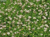 Clover Field (4)! I knew I had more ;-) <br />
https://www.jungledragon.com/image/74303/clover_field_5_.html<br />
https://www.jungledragon.com/image/73975/clover_field_3.html<br />
https://www.jungledragon.com/image/73937/clover_field_2.html<br />
https://www.jungledragon.com/image/73934/clover_field.html<br />
<br />
 Clover,Geotagged,Israel,Spring,Trifolium clypeatum