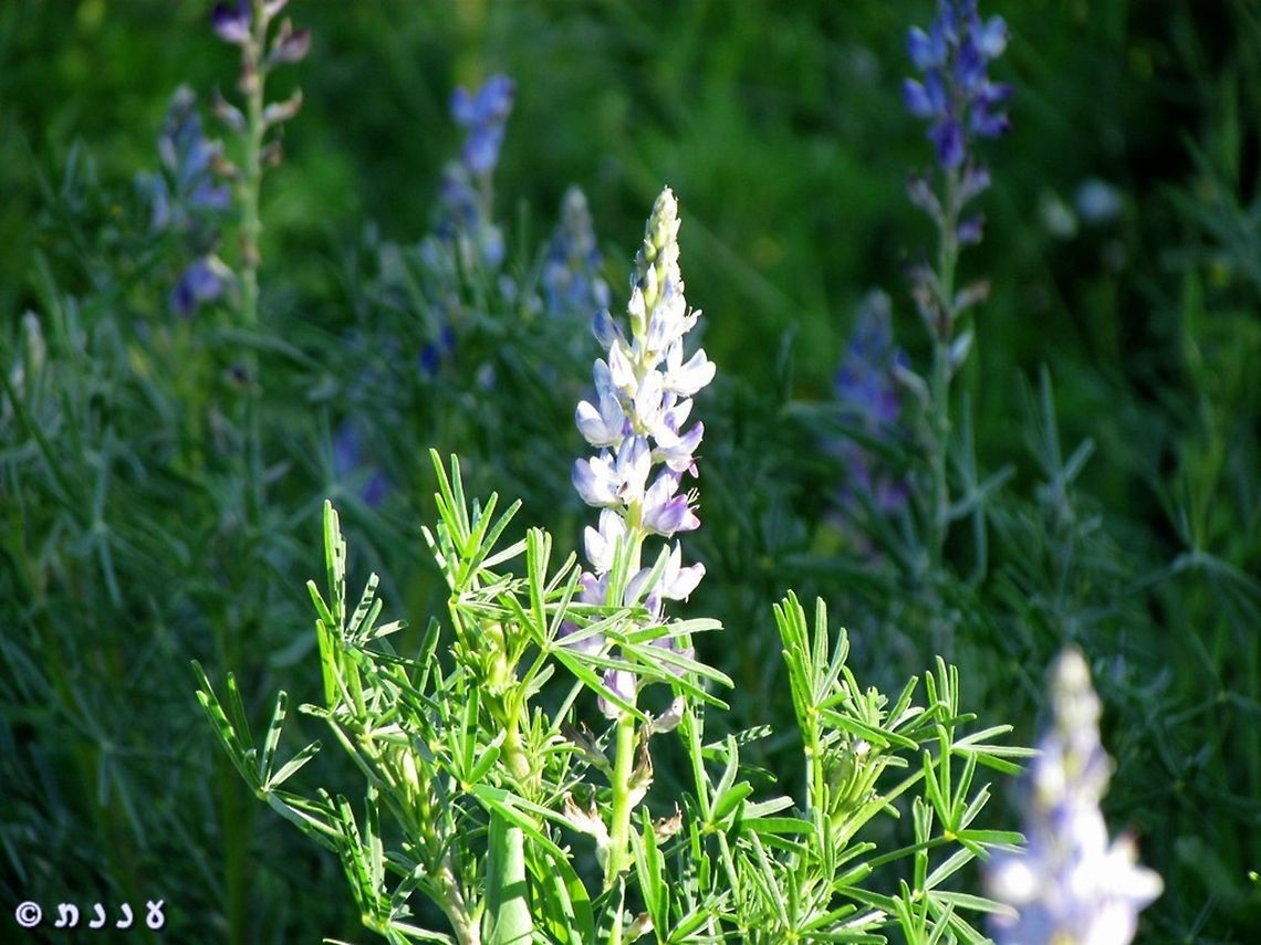 Lupinus angustifolius  Geotagged,Israel,Lupinus angustifolius,Narrow-leaved lupine,Winter