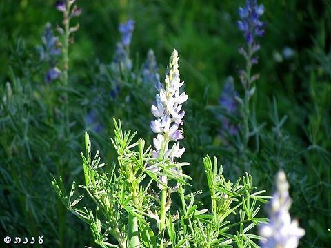 Lupinus angustifolius  Geotagged,Israel,Lupinus angustifolius,Narrow-leaved lupine,Winter
