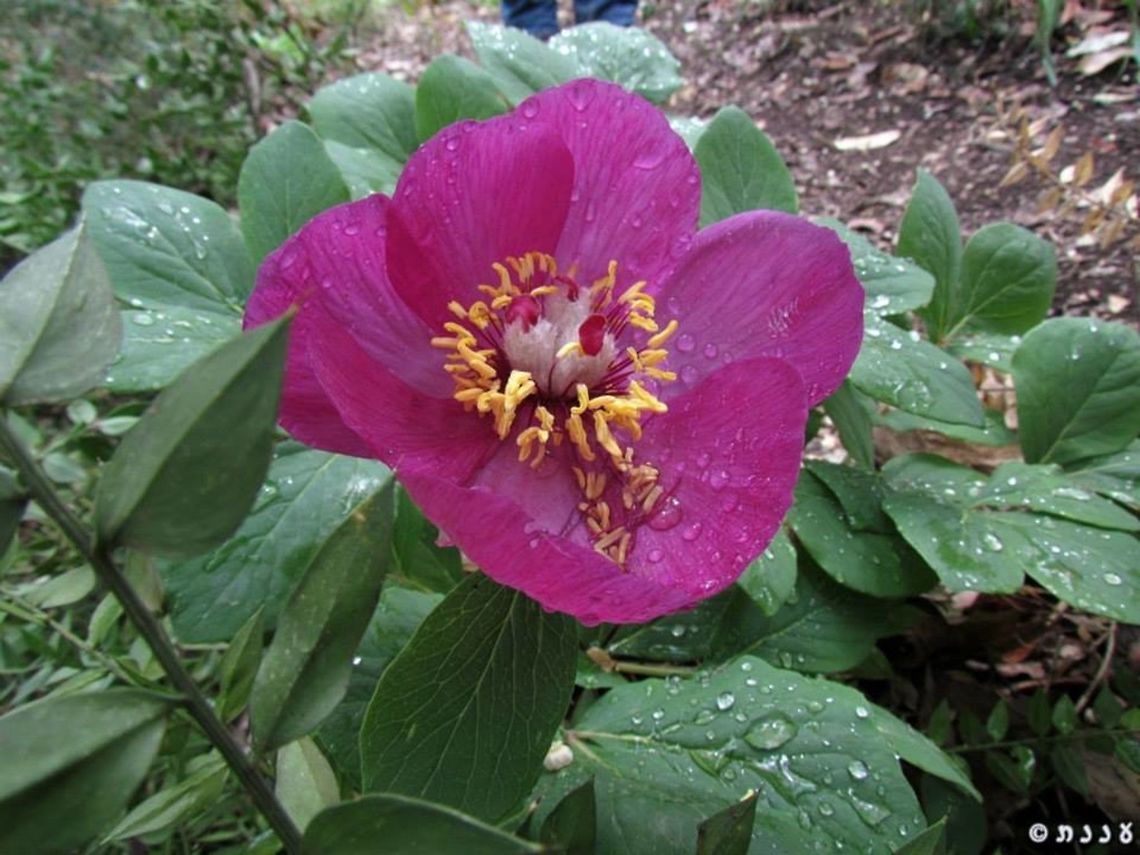 Paeonia mascula in Israel the only Peony species in Israel<br />
Hillel mountain, April 10th 2014 Geotagged,Israel,Paeonia mascula,mascula,peony