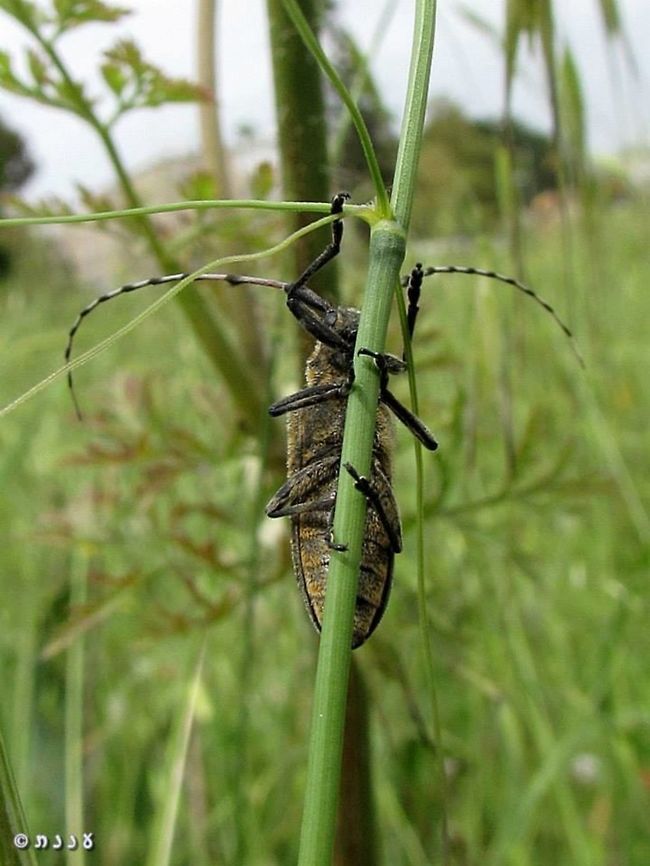 Agapanthia pustulifera April 16th 2014 Agapanthia pustulifera,Geotagged,Israel