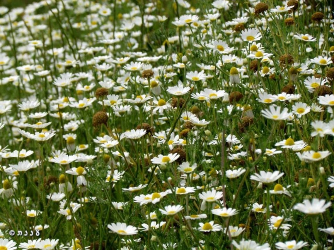 Ormenis mixta resembles anthemis or Margaretas - but if you smell the leaves, you know it&#039;s something else... <br />
April 16th 2014 Geotagged,Israel,Ormenis mixta