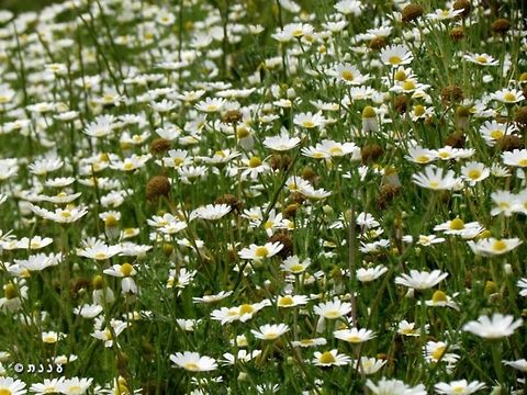 Ormenis mixta resembles anthemis or Margaretas - but if you smell the leaves, you know it's something else... 
April 16th 2014 Geotagged,Israel,Ormenis mixta