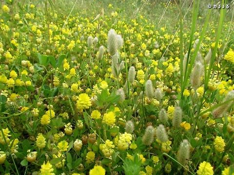 Clover field (5) ! Trifolium campestre in yellow, mixed with Trifolium arvense in white. photo from April 16th 2014. 
more clover fields: 
https://www.jungledragon.com/image/74226/clover_field_4.html
https://www.jungledragon.com/image/73975/clover_field_3.html
https://www.jungledragon.com/image/73937/clover_field_2.html
https://www.jungledragon.com/image/73934/clover_field.html
 Clover,Geotagged,Hop Trefoil,Israel,Trifolium,Trifolium arvense,Trifolium campestre