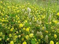 Clover field (5) ! Trifolium campestre in yellow, mixed with Trifolium arvense in white. photo from April 16th 2014. <br />
more clover fields: <br />
https://www.jungledragon.com/image/74226/clover_field_4.html<br />
https://www.jungledragon.com/image/73975/clover_field_3.html<br />
https://www.jungledragon.com/image/73937/clover_field_2.html<br />
https://www.jungledragon.com/image/73934/clover_field.html<br />
 Clover,Geotagged,Hop Trefoil,Israel,Trifolium,Trifolium arvense,Trifolium campestre