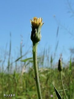 Hypochaeris glabra another rare species for Israel.  Geotagged,Hypochaeris glabra,Israel,Winter