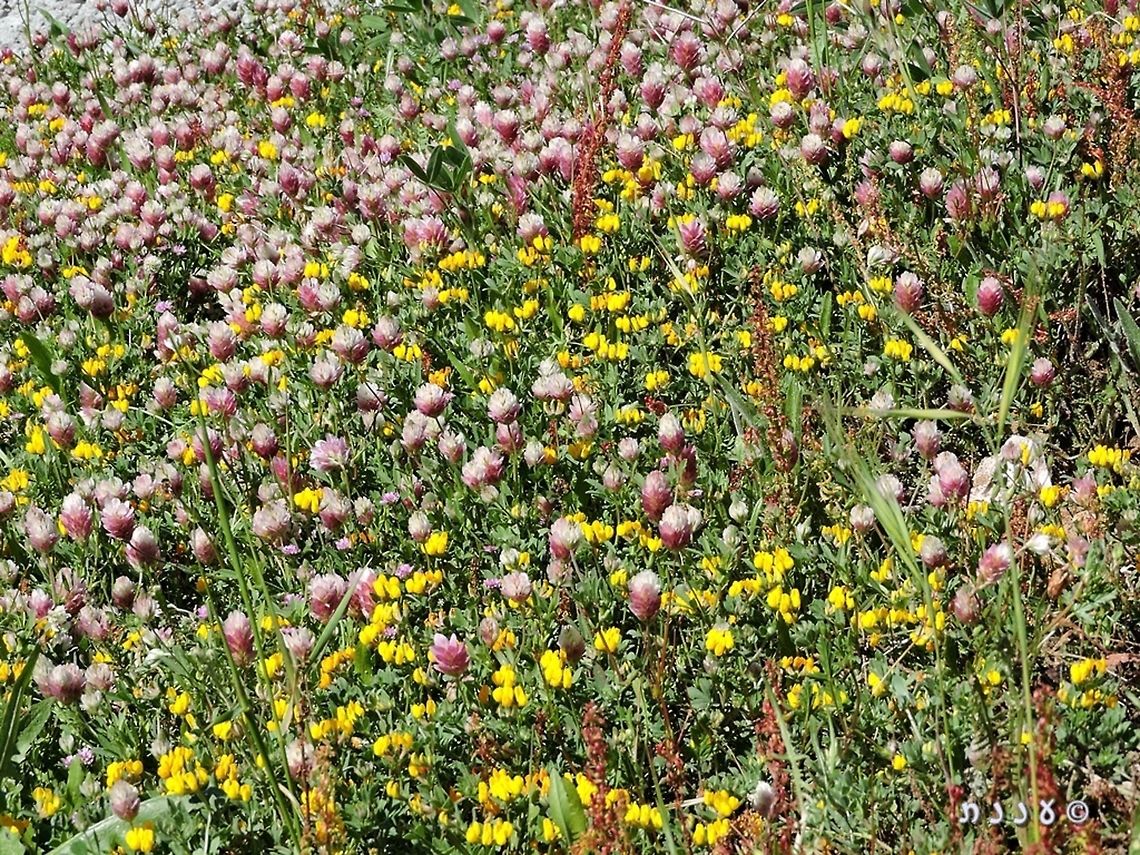 Clover Field (6)! Trifolium philistaeum mixed with the yellow Lotus peregrinus.<br />
more Clover fields: <br />
<figure class="photo"><a href="https://www.jungledragon.com/image/74303/clover_field_5_.html" title="Clover field (5) !"><img src="https://s3.amazonaws.com/media.jungledragon.com/images/3519/74303_thumb.jpg?AWSAccessKeyId=05GMT0V3GWVNE7GGM1R2&Expires=1759968010&Signature=CKhWf5SDJD6piDWaQfVEWWsLHNk%3D" width="200" height="150" alt="Clover field (5) ! Trifolium campestre in yellow, mixed with Trifolium arvense in white. photo from April 16th 2014. <br />
more clover fields: <br />
https://www.jungledragon.com/image/74226/clover_field_4.html<br />
https://www.jungledragon.com/image/73975/clover_field_3.html<br />
https://www.jungledragon.com/image/73937/clover_field_2.html<br />
https://www.jungledragon.com/image/73934/clover_field.html<br />
 Clover,Geotagged,Hop Trefoil,Israel,Trifolium,Trifolium arvense,Trifolium campestre" /></a></figure><br />
<figure class="photo"><a href="https://www.jungledragon.com/image/74226/clover_field_4.html" title="Clover Field (4)!"><img src="https://s3.amazonaws.com/media.jungledragon.com/images/3519/74226_thumb.JPG?AWSAccessKeyId=05GMT0V3GWVNE7GGM1R2&Expires=1759968010&Signature=N80eFJrG14LRgNFZA96xxpCKZbs%3D" width="200" height="150" alt="Clover Field (4)! I knew I had more ;-) <br />
https://www.jungledragon.com/image/74303/clover_field_5_.html<br />
https://www.jungledragon.com/image/73975/clover_field_3.html<br />
https://www.jungledragon.com/image/73937/clover_field_2.html<br />
https://www.jungledragon.com/image/73934/clover_field.html<br />
<br />
 Clover,Geotagged,Israel,Spring,Trifolium clypeatum" /></a></figure><br />
<figure class="photo"><a href="https://www.jungledragon.com/image/73975/clover_field_3.html" title="Clover Field (3)!"><img src="https://s3.amazonaws.com/media.jungledragon.com/images/3519/73975_thumb.JPG?AWSAccessKeyId=05GMT0V3GWVNE7GGM1R2&Expires=1759968010&Signature=l7pNdtcDmdpSmxZIfQKVuEyUrY8%3D" width="200" height="150" alt="Clover Field (3)! Trifolium glanduliferum<br />
more Clover fields: <br />
https://www.jungledragon.com/image/74303/clover_field_5_.html<br />
https://www.jungledragon.com/image/74226/clover_field_4.html<br />
https://www.jungledragon.com/image/73937/clover_field_2.html<br />
https://www.jungledragon.com/image/73934/clover_field.html<br />
 Clover,Geotagged,Israel,Spring,Trifolium glanduliferum" /></a></figure><br />
<figure class="photo"><a href="https://www.jungledragon.com/image/73937/clover_field_2.html" title="Clover Field (2)!"><img src="https://s3.amazonaws.com/media.jungledragon.com/images/3519/73937_thumb.JPG?AWSAccessKeyId=05GMT0V3GWVNE7GGM1R2&Expires=1759968010&Signature=JckQkC%2BrS4vbEJs%2BveiKxMGwmbY%3D" width="200" height="102" alt="Clover Field (2)! Trifolium clusii  - yet another common small and unimpressive clover. until you come to a field of them... <br />
more clover fields: <br />
https://www.jungledragon.com/image/74303/clover_field_5_.html<br />
https://www.jungledragon.com/image/74226/clover_field_4.html<br />
https://www.jungledragon.com/image/73975/clover_field_3.html<br />
https://www.jungledragon.com/image/73934/clover_field.html<br />
 Clover,Israel,Trifolium,Trifolium clusii" /></a></figure><br />
<figure class="photo"><a href="https://www.jungledragon.com/image/73934/clover_field.html" title="clover field!"><img src="https://s3.amazonaws.com/media.jungledragon.com/images/3519/73934_thumb.JPG?AWSAccessKeyId=05GMT0V3GWVNE7GGM1R2&Expires=1759968010&Signature=Is7ndSa%2Fr8J9IS%2Bfa9o5CEW%2BP8k%3D" width="200" height="150" alt="clover field! Trifolium purpureum is one of the more common Clovers in the area, but when it covers big patches, it&#039;s simply a feast for the eye!<br />
more clover fields: <br />
https://www.jungledragon.com/image/74303/clover_field_5_.html<br />
https://www.jungledragon.com/image/74226/clover_field_4.html<br />
https://www.jungledragon.com/image/73975/clover_field_3.html<br />
https://www.jungledragon.com/image/73937/clover_field_2.html<br />
 Clover,Israel,Purple Clover,Trifolium,Trifolium purpureum" /></a></figure><br />
 Clover,Geotagged,Israel,Lotus peregrinus,Trifolium,Trifolium philistaeum,Winter