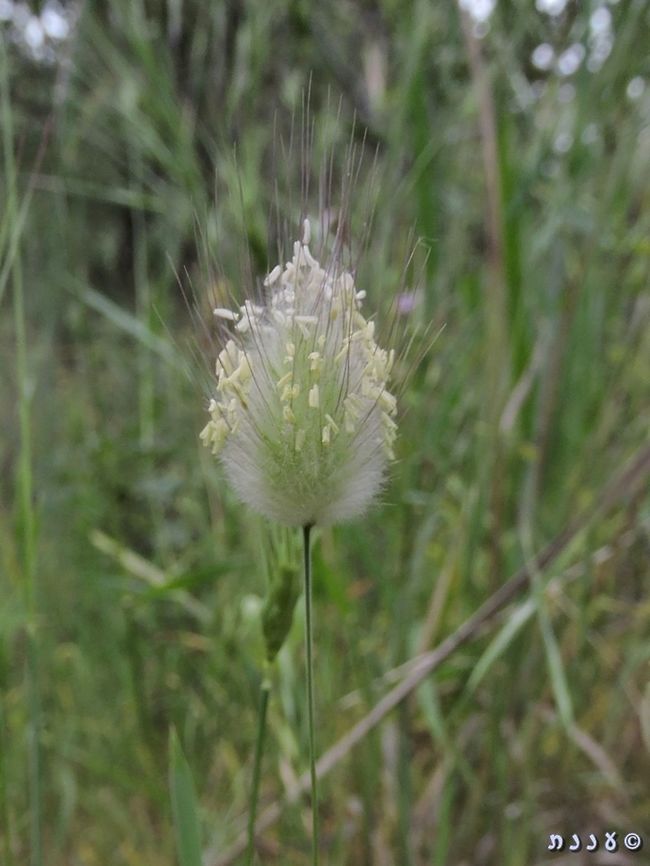 Lagurus ovatus my favorite grass :-)  Geotagged,Hares-tail,Israel,Lagurus ovatus,Spring