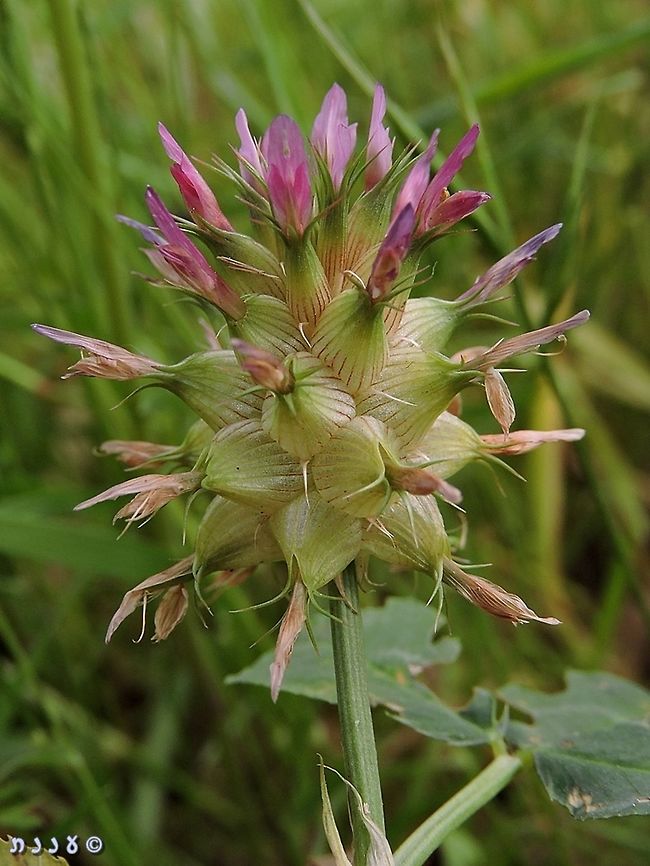 Trifolium spumosum this time just a single flower... not a field.  Clover,Geotagged,Israel,Spring,Trifolium,Trifolium spumosum
