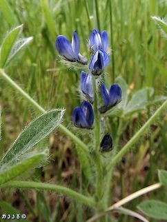 Lupinus micranthus - Hairy Lupine smaller and also rare.  Geotagged,Israel,Lupine,Lupinus micranthus,Spring