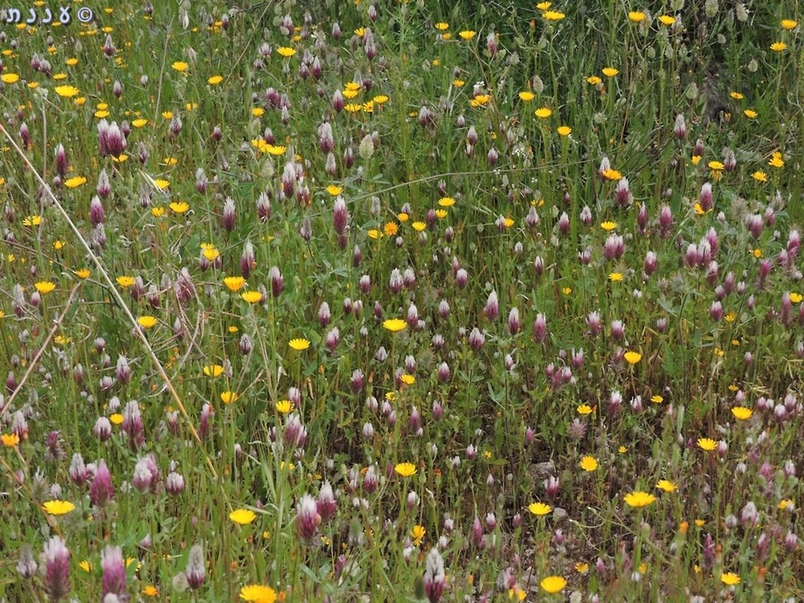 Clover Field (7)! Trifolium dichroanthum mixed with Picris amalecitana (if I&#039;m not wrong...) <br />
More clover fields: <br />
<ul class="collections-simple"><li><a href="https://www.jungledragon.com/list/546" title="view as slideshow" class="button slideshow"><em class="fa fa-bookmark"></em>Clover Fields</a></li></ul> Clover,Geotagged,Israel,Spring,Trifolium,Trifolium dichroanthum