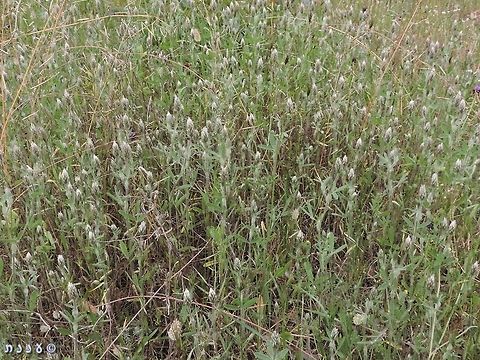 Clover Field (8)! this time: Trifolium palaestinum. 
my other clover fields: 
https://www.jungledragon.com/list/546/clover_fields.html Clover,Geotagged,Israel,Spring,Trifolium,Trifolium palaestinum
